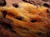Tomentella fibrosa image