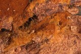 Tomentella fibrosa image