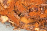 Tomentella fibrosa image