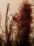 Tomentella fibrosa image