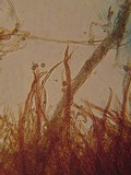 Tomentella fibrosa image