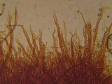 Tomentella fibrosa image