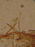 Tomentella fibrosa image