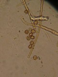 Tomentella fibrosa image