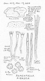 Tomentella fibrosa image