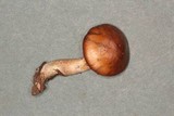 Cortinarius microspermus image