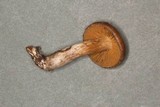 Cortinarius microspermus image