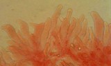 Mycena capillaripes image