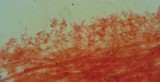 Mycena capillaripes image