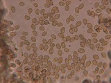 Cortinarius microspermus image
