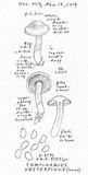 Cortinarius microspermus image