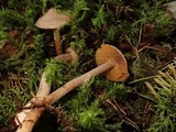 Inocybe cinnamomea image