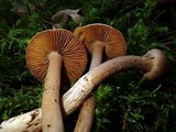 Inocybe cinnamomea image