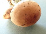 Hebeloma sacchariolens image