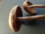 Hebeloma sacchariolens image