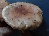 Hebeloma sordescens image