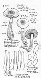 Hebeloma sordescens image