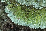 Xanthoparmelia conspersa image