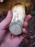 Suillus caerulescens image