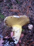 Suillus caerulescens image