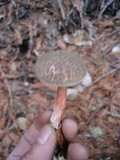 Boletus chrysenteron image
