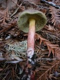 Boletus chrysenteron image
