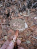 Boletus chrysenteron image