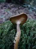 Hygrophoropsis aurantiaca image