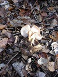 Rhodocollybia butyracea image