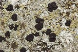 Cladonia strepsilis image