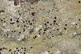 Cladonia strepsilis image