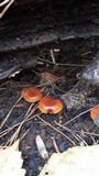 Pholiota highlandensis image