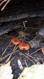 Pholiota highlandensis image