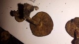 Pholiota highlandensis image