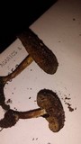 Pholiota highlandensis image