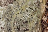 Cladonia strepsilis image