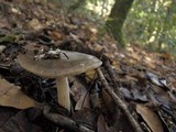 Amanita pachycolea image