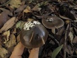 Amanita pachycolea image