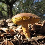 Boletus subtomentosus image