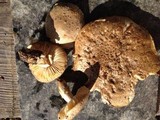 Amanita pruittii image