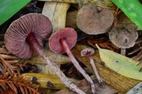 Melanophyllum haematospermum image