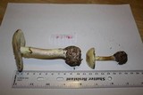 Amanita citrina var. lavendula image