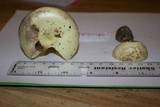 Amanita citrina var. lavendula image