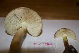 Amanita citrina var. lavendula image