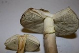 Amanita citrina var. lavendula image