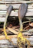 Tolypocladium ophioglossoides image
