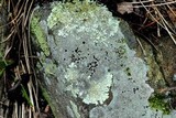 Physcia subtilis image