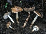 Inocybe fraudans image