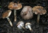 Inocybe fraudans image