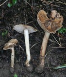 Inocybe fraudans image